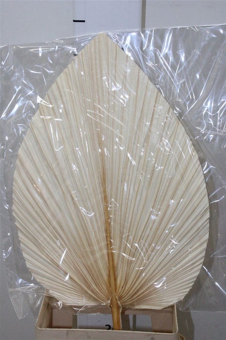 <h4>Dried Palmetto Bleached Per Stem</h4>