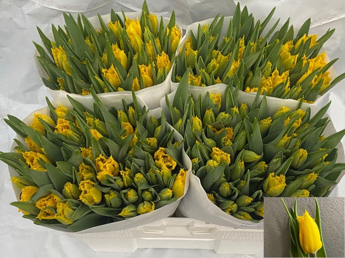 <h4>TU FR AFTERSUN</h4>