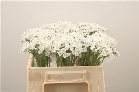 <h4>Allium Flocon</h4>