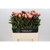 Paeonia Albert Crousse