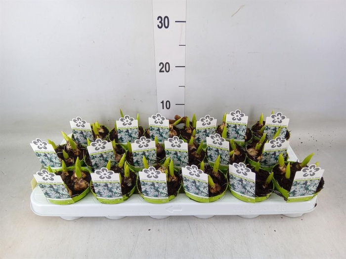 <h4>Scilla mischtschenkoana</h4>