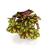 BEGONIA REX-HYBRID P12