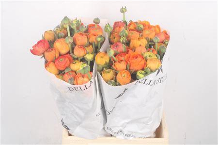 <h4>Ran El. Orange Ex</h4>