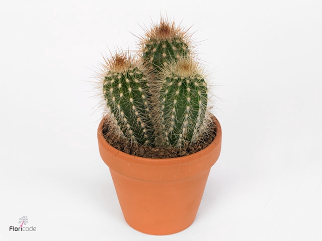 PILOSOCER CHRYSOSTEL