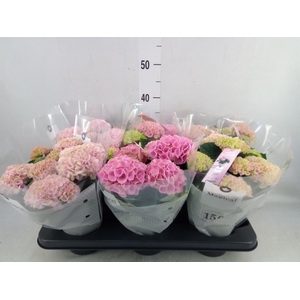 Hydrangea mac. 'Magical Revolution'