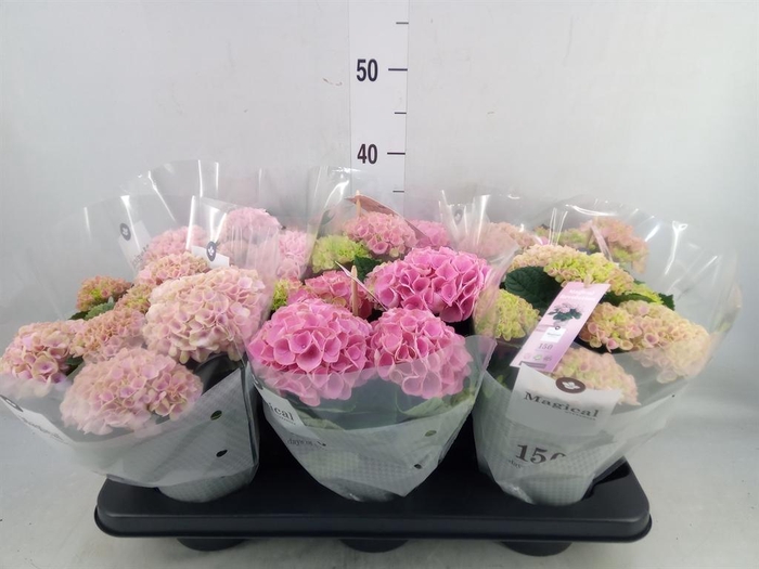 <h4>Hydrangea mac. 'Magical Revolution'</h4>