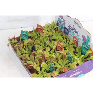 CARNIVORA DIONAEA FLEXX P09