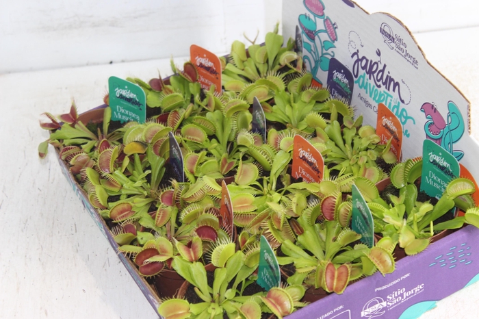 <h4>CARNIVORA DIONAEA FLEXX P09</h4>