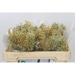 Grevillea Cal Gem