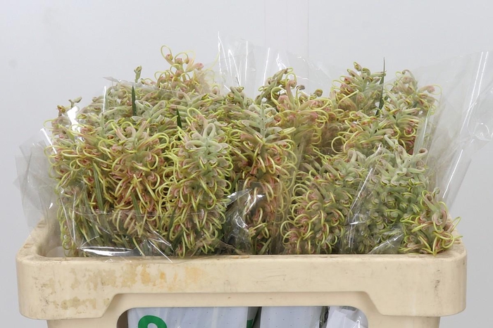 <h4>Grevillea Cal Gem</h4>