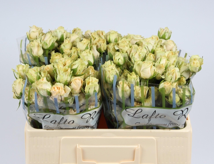 <h4>R TR SALINERO</h4>