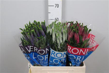 <h4>Veron Smart Gem</h4>