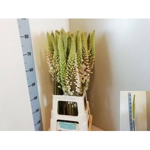 EREMURUS HIMALAICUS