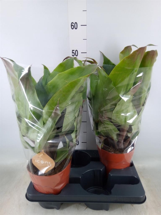 <h4>Aechmea tayoensis</h4>