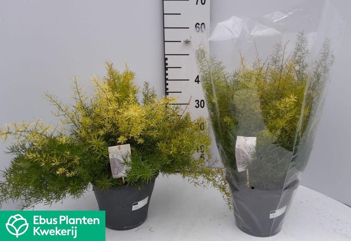 <h4>ASPAR D SPRENGERI</h4>