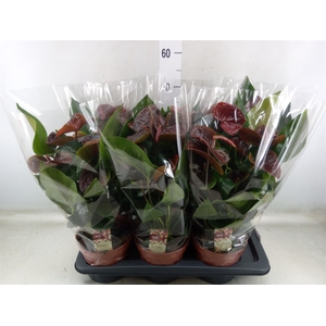 Anthurium andr. 'Essencia'