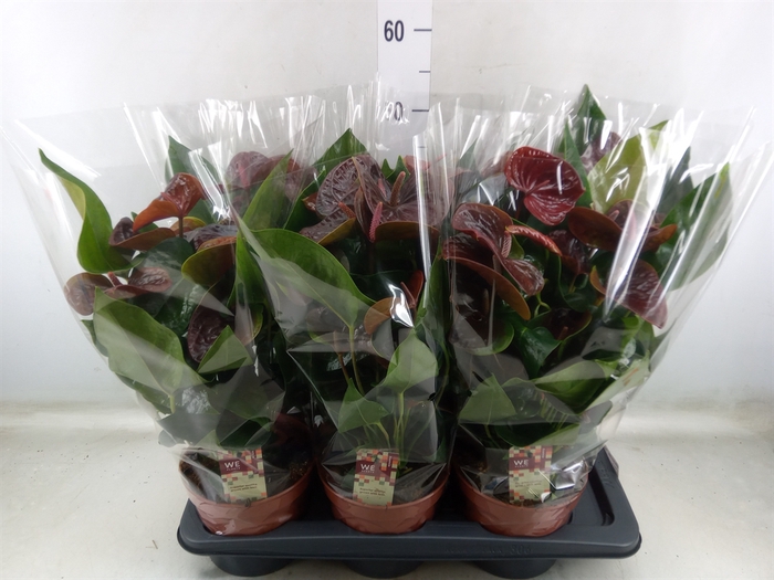 <h4>Anthurium andr. 'Essencia'</h4>