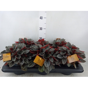 Peperomia caperata 'Santorini'