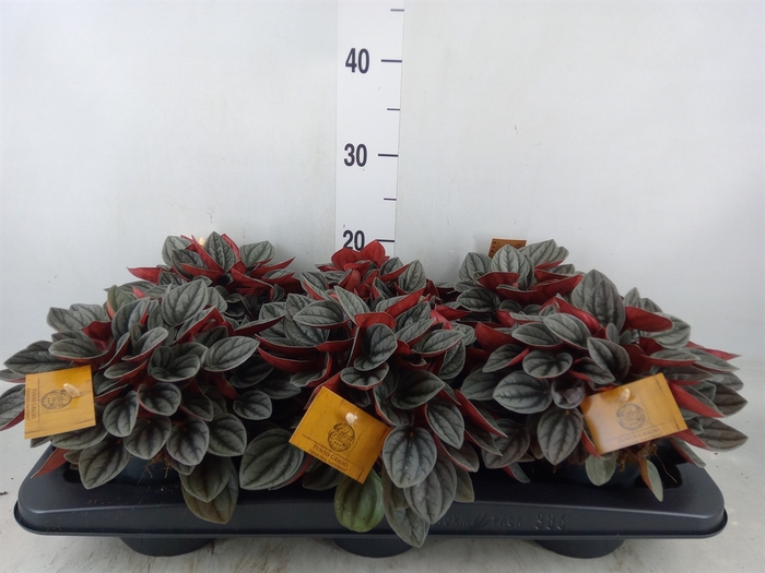 <h4>Peperomia caperata 'Santorini'</h4>