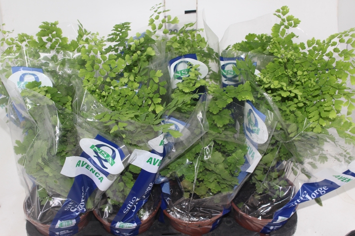 <h4>AVENCA VARIADA P15</h4>