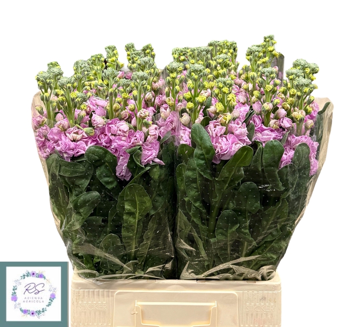 <h4>MATTH IRON PINK</h4>