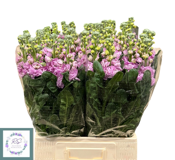 <h4>MATTH IRON PINK</h4>