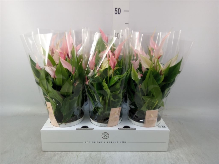 <h4>Anthurium andr. 'Lilli'</h4>