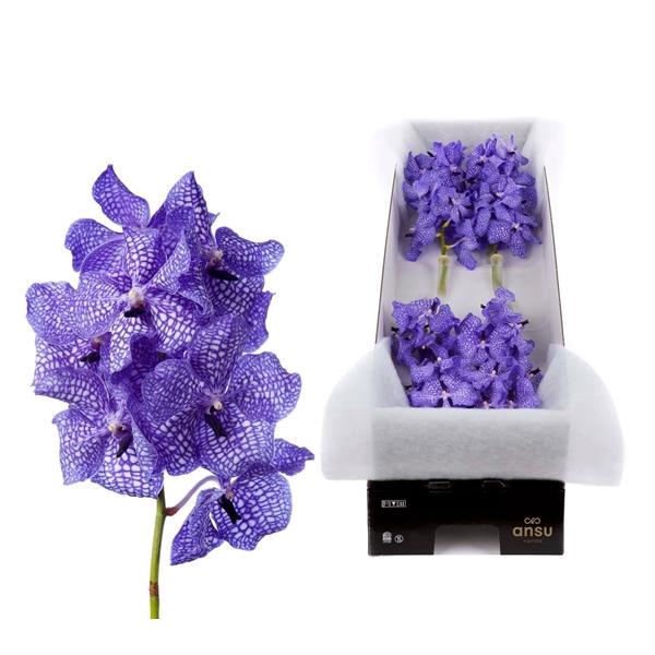 <h4>Vanda Kanchana Delft Blue X10</h4>