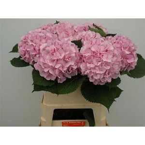 Hydr M Verena Rose