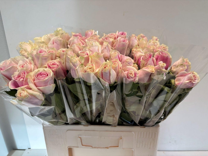 <h4>R GR REVIVAL ANGEL</h4>