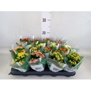 Kalanchoe blos. 'Rosalina'  ..mix 6