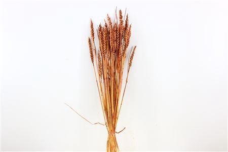 Dried Triticum Bleached Brown Bunch