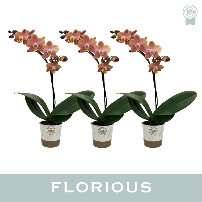 <h4>No9 Phal 1 Tak Bruin Brownion</h4>