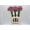 Allium Pink Jewel