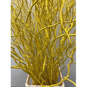Salix Golden Curls Klb Geel
