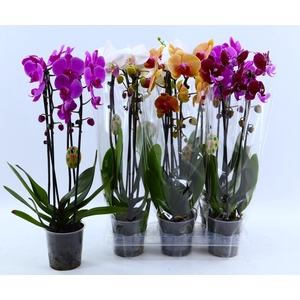 PHAL EL CASCADE