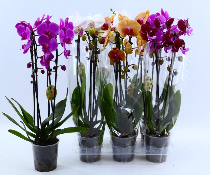<h4>PHAL EL CASCADE</h4>
