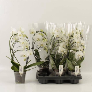 PHAL OV
