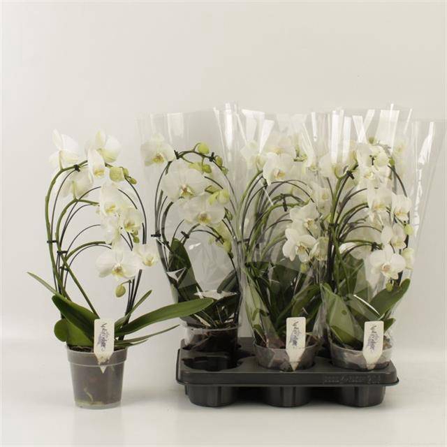 <h4>PHAL OV</h4>