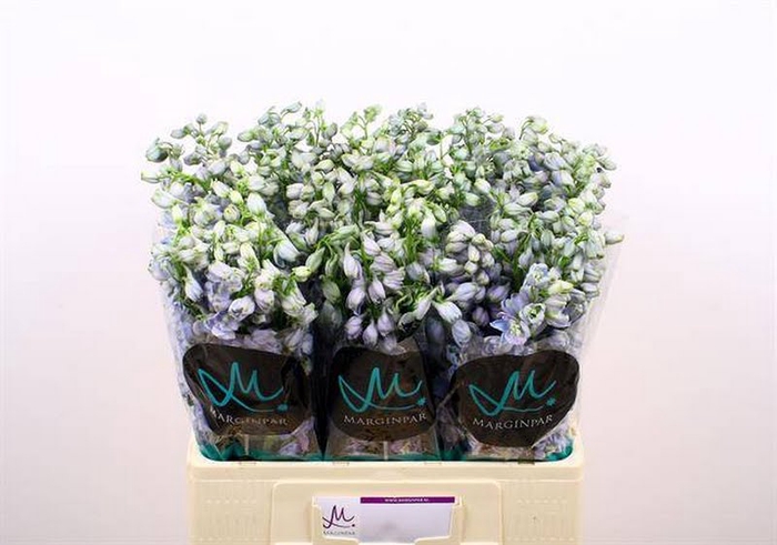 <h4>Delph Guard Lavender Marginpar</h4>