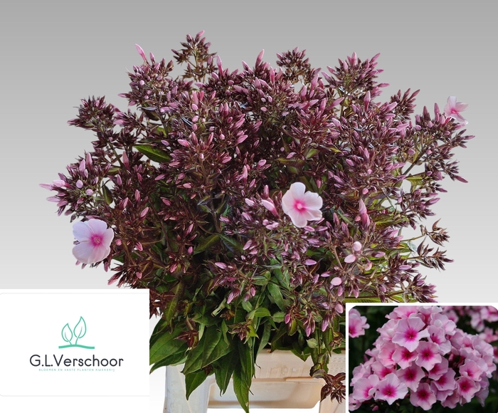 <h4>PHLOX P BRI EYES</h4>