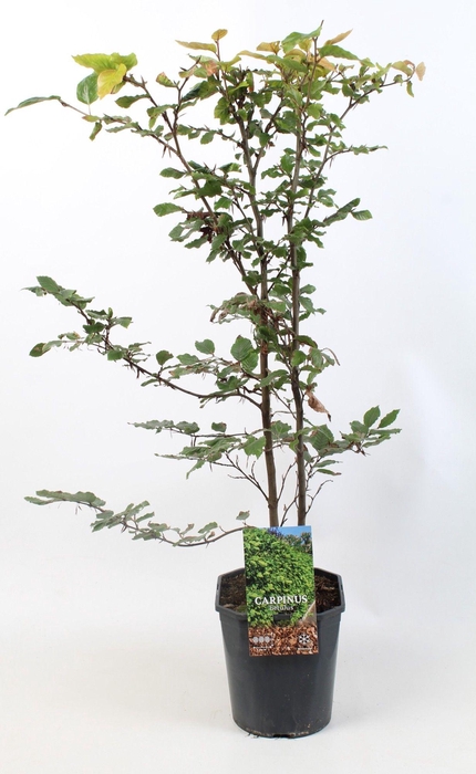 <h4>Carpinus betulus 80-100 cm c5 haag</h4>