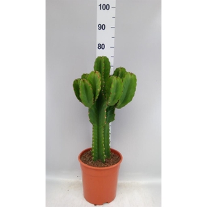 Euphorbia ingens