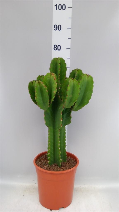 <h4>Euphorbia ingens</h4>
