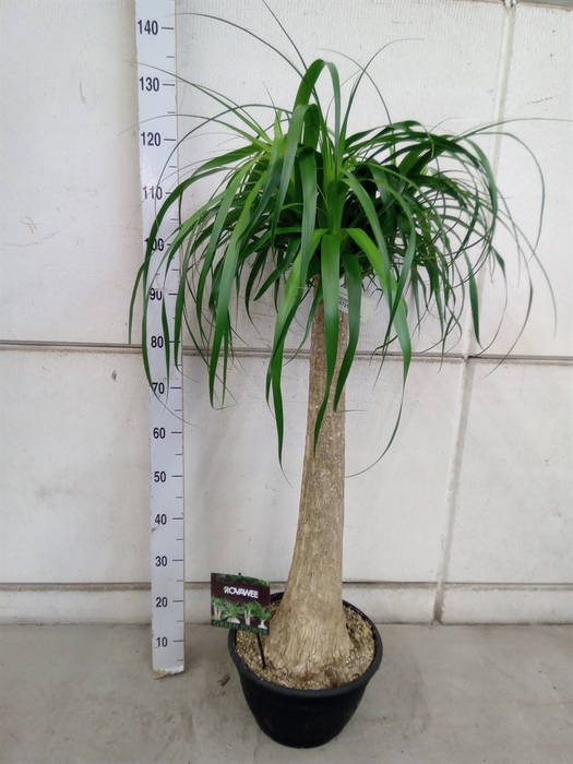 <h4>Beaucarnea recurvata</h4>