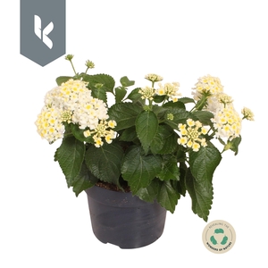 Lantana Havana White