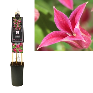 Clematis 'Princess Diana' +3.0 label