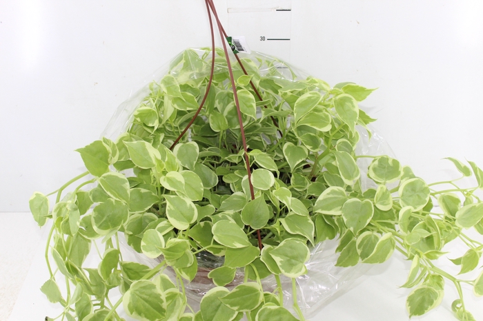 <h4>PEPEROMIA SCANDENS C32</h4>
