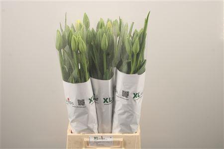 <h4>Tu Fr En Maureen</h4>