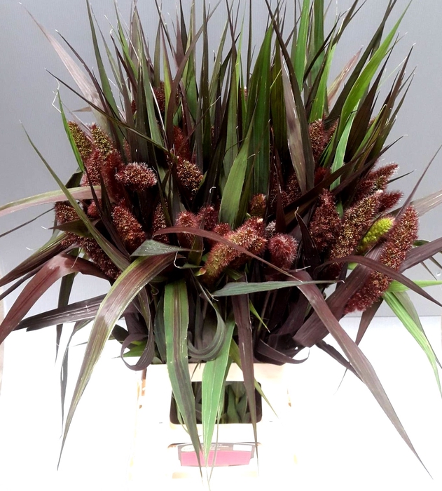 <h4>SETARIA IT RED JEWEL</h4>
